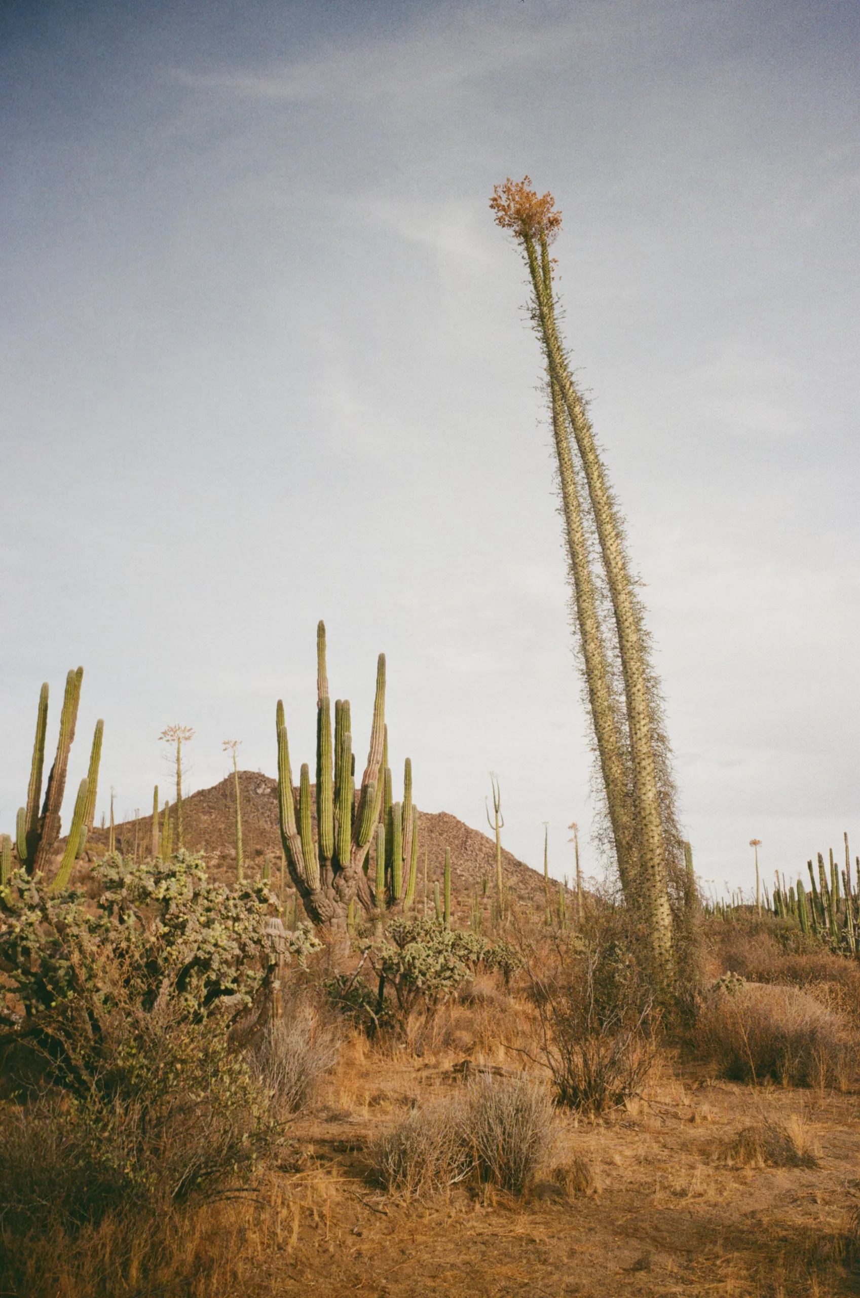 un cactus sur la route de la Baja Divide