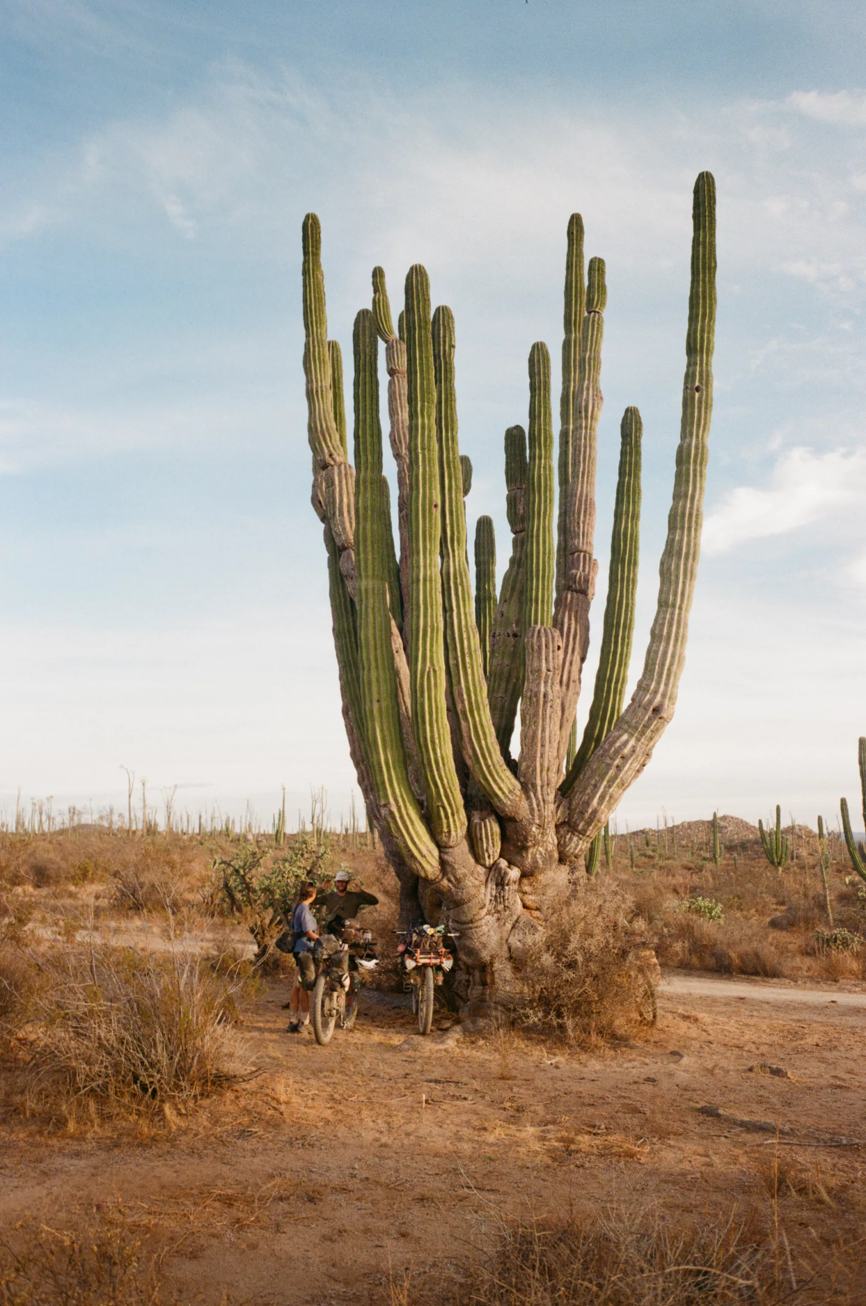 Camping au pied d'un cactus de la Baja Divide