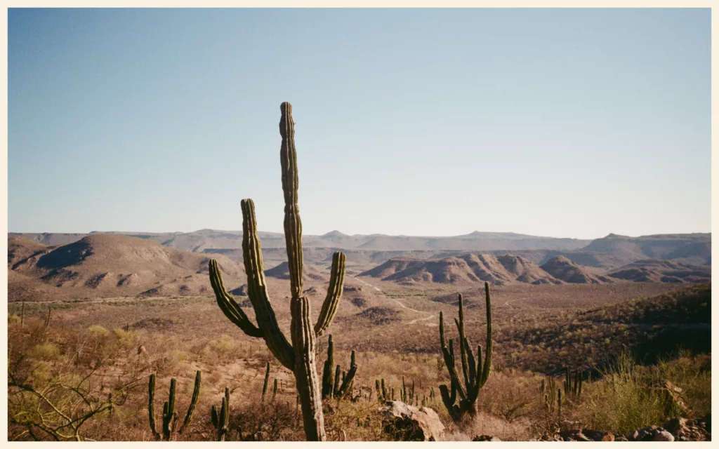 A cardón cactus in a desert landscape in Baja California, on the Baja Divide